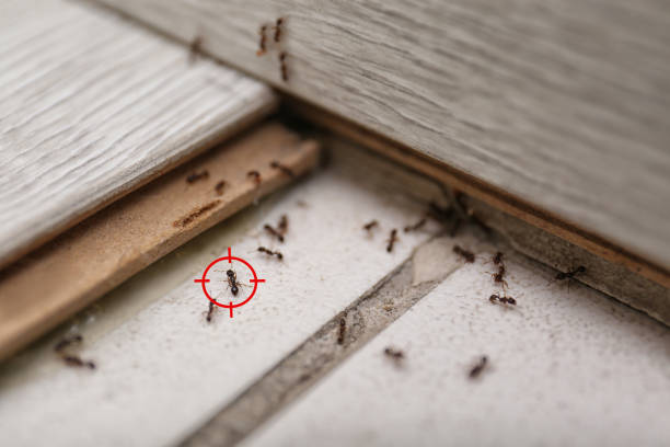 Best Best Pest Control Companies  in Mattawan, MI