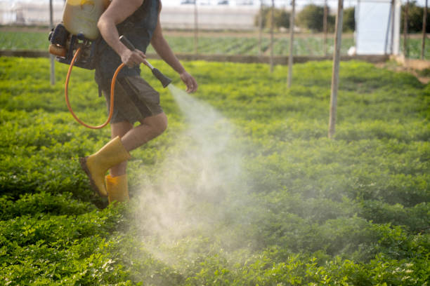 Best Wasp Removal Services  in Mattawan, MI