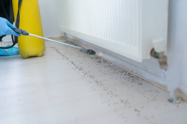Best Rat Extermination Near Me  in Mattawan, MI