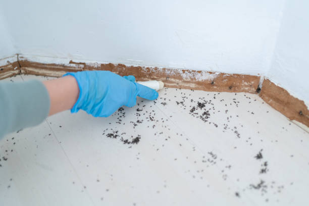 Best Cockroach Control Services  in Mattawan, MI